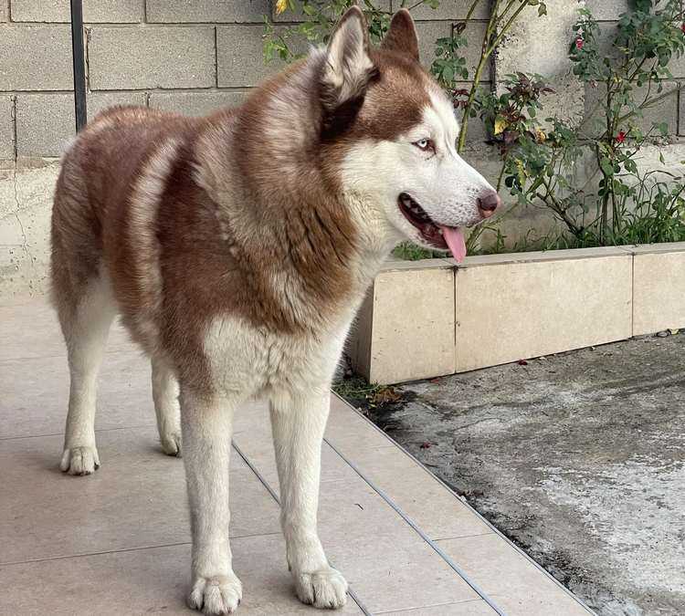 10 000-ლარიანი ჯილდო, ვინც მას იპოვის - მიშა კაჭკაჭიშვილი არჩის ისევ ეძებს