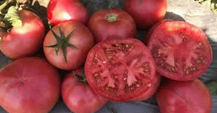 როგორ იქცა შხამიანი მცენარე კულინარიის ფავორიტად